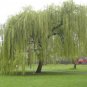 Salix Babylonica Tree 200 Seeds