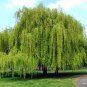 Salix Babylonica Tree 200 Seeds