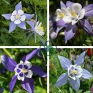 Blue Columbines Aquilegia  Balcony Bonsai Plant Flowers 110 Seeds