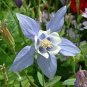 Blue Columbines Aquilegia  Balcony Bonsai Plant Flowers 110 Seeds