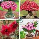 'Boisterous Elation' Adenium Bonsai Desert Rose 4 Seeds
