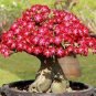 'Boisterous Elation' Adenium Bonsai Desert Rose 4 Seeds