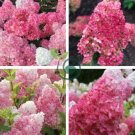 Champagne Hydrangea Fresh Pink Flowers 40 Seeds