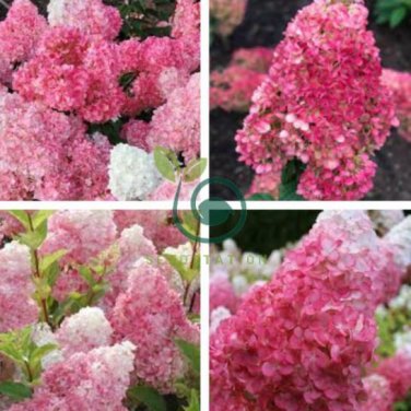 Champagne Hydrangea Fresh Pink Flowers 40 Seeds