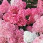 Champagne Hydrangea Fresh Pink Flowers 40 Seeds