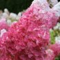 Champagne Hydrangea Fresh Pink Flowers 40 Seeds