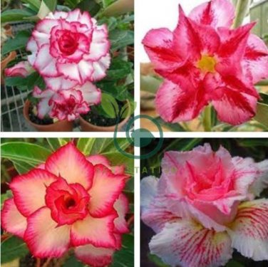 Rosy Adenium Obesum Triple Amazing Desert Rose Flowers 4 Seeds