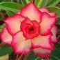 Rosy Adenium Obesum Triple Amazing Desert Rose Flowers 4 Seeds