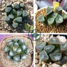 Haworthia maughanii 2 Seeds