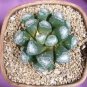 Haworthia maughanii 2 Seeds