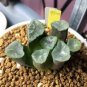 Haworthia maughanii 2 Seeds