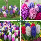 Hyacinthus Orientalis 200 Seeds