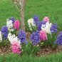 Hyacinthus Orientalis 200 Seeds