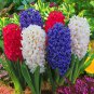 Hyacinthus Orientalis 200 Seeds