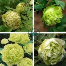 Rare 'Dou Lv' Green Peony Tree Flower 10 Seeds