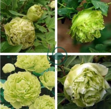 Rare 'Dou Lv' Green Peony Tree Flower 10 Seeds