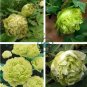 Rare 'Dou Lv' Green Peony Tree Flower 10 Seeds
