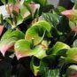 Anthurium Green Light Pinkish Bicolor Flowers 200 Seeds