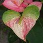 Anthurium Green Light Pinkish Bicolor Flowers 200 Seeds