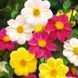 'Honey' Dahlia Pinnata Flower Garden Bonsai Compact Orange Flowers 40 Seeds