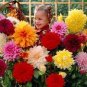 'Honey' Dahlia Pinnata Flower Garden Bonsai Compact Orange Flowers 40 Seeds