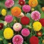 'Honey' Dahlia Pinnata Flower Garden Bonsai Compact Orange Flowers 40 Seeds