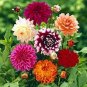 'Honey' Dahlia Pinnata Flower Garden Bonsai Compact Orange Flowers 40 Seeds