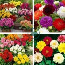 Mixed 9 Colors Dwarf Dahlia Flower 60 Seeds