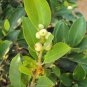 Chinese Ficus Benjamina 100 Seeds
