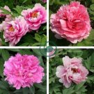 Heirloom 'Lu He Hong' Light Red Peony Plant Flower 10 Seeds