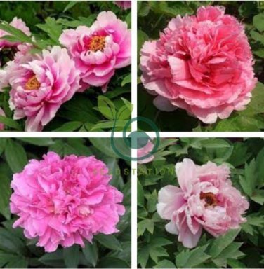 Heirloom 'Lu He Hong' Light Red Peony Plant Flower 10 Seeds