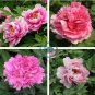 Heirloom 'Lu He Hong' Light Red Peony Plant Flower 10 Seeds