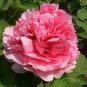 Heirloom 'Lu He Hong' Light Red Peony Plant Flower 10 Seeds