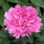 Heirloom 'Lu He Hong' Light Red Peony Plant Flower 10 Seeds