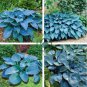 Hosta Sky Blue Leaves 200 Seeds