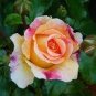Rose Orange Climbing Flower 200 Seeds