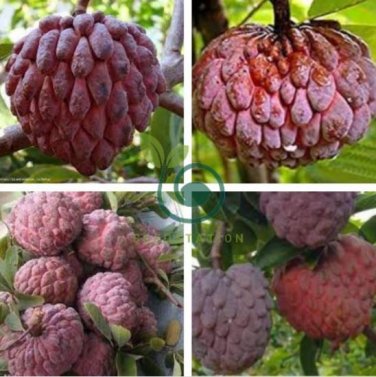 Graviola Annona Muricata Sweetsop Delicious Fruit 40 Seeds