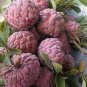Graviola Annona Muricata Sweetsop Delicious Fruit 40 Seeds