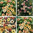 Susan Rose Red Flowers with Black Eye 20 Seeds