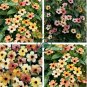 Susan Rose Red Flowers with Black Eye 20 Seeds