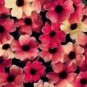 Susan Rose Red Flowers with Black Eye 20 Seeds