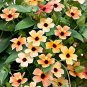 Susan Rose Red Flowers with Black Eye 20 Seeds