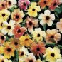 Susan Rose Red Flowers with Black Eye 20 Seeds