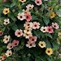 Susan Rose Red Flowers with Black Eye 20 Seeds