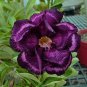 Desert Rose Adenium 4 Seeds