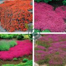 Creeping Thyme Light Orange Colors 200 Seeds