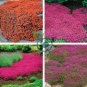 Creeping Thyme Light Orange Colors 200 Seeds