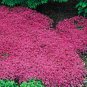 Creeping Thyme Light Orange Colors 200 Seeds
