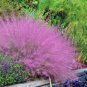 Purple Fescue Grass Seeds Festuca glauca Perennial Hardy Ornamental 600 Seeds