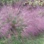 Purple Fescue Grass Seeds Festuca glauca Perennial Hardy Ornamental 600 Seeds